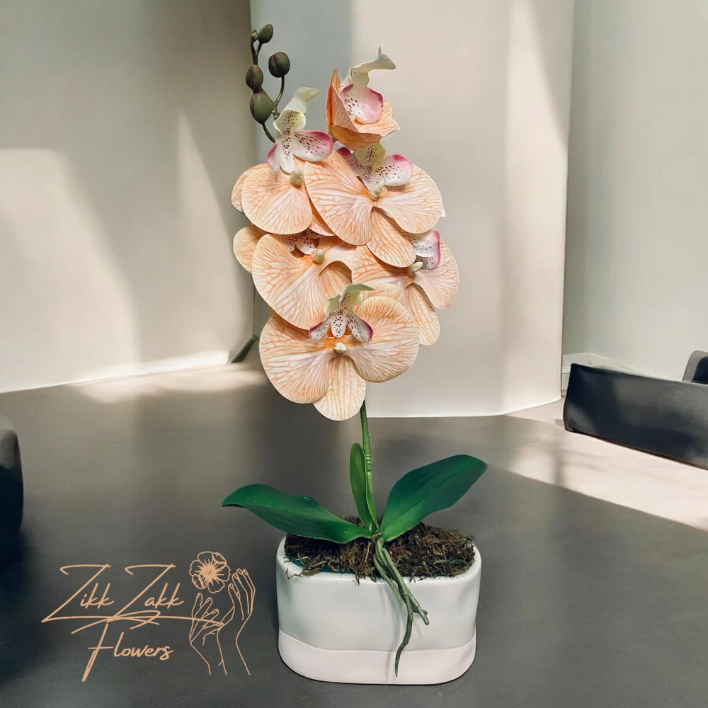 Orchidea Elegancia - Kifinomult Szépség