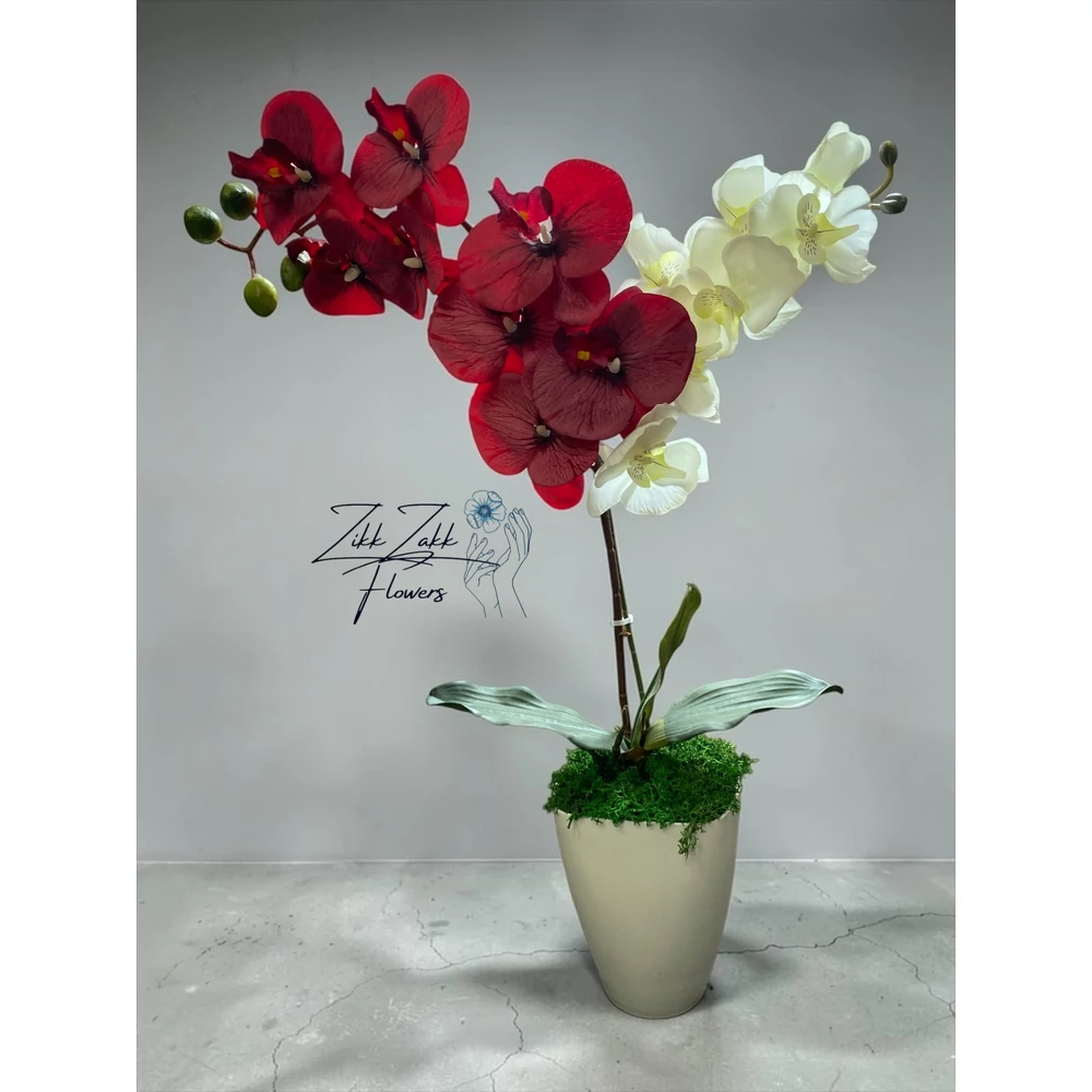 Örök orchidea kompozíció kaspóban – piros-fehér