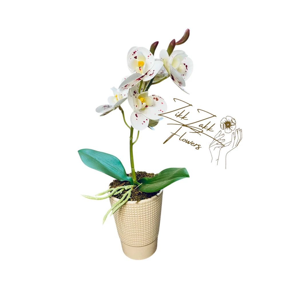 Fehér Orchidea - Elegáns Kifinomultság