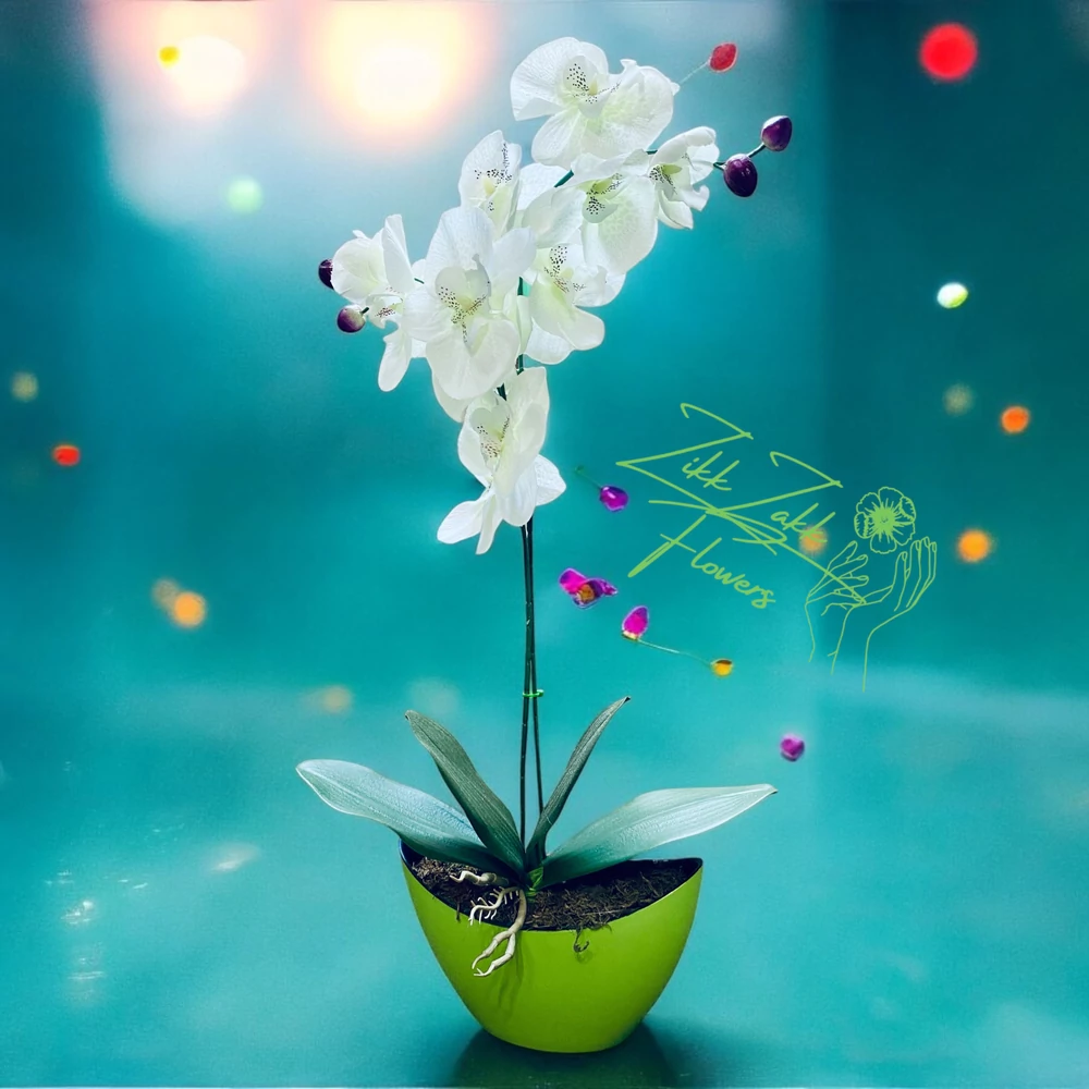 Friss Harmónia Orchidea Kompozíció