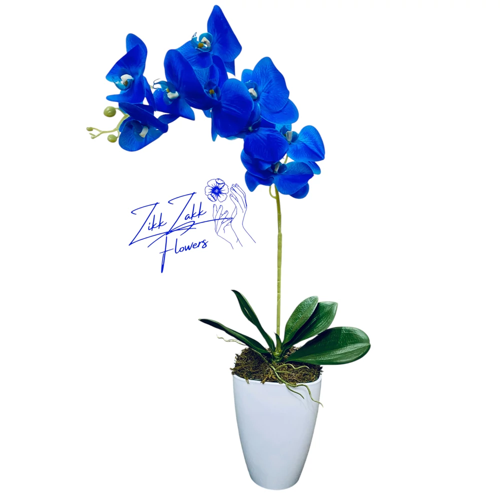 Kék Orchidea