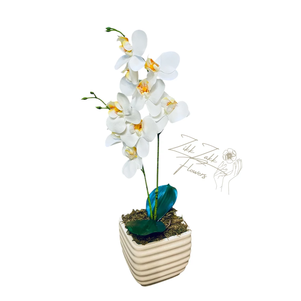 Fehér Orchidea - Tiszta Elegancia