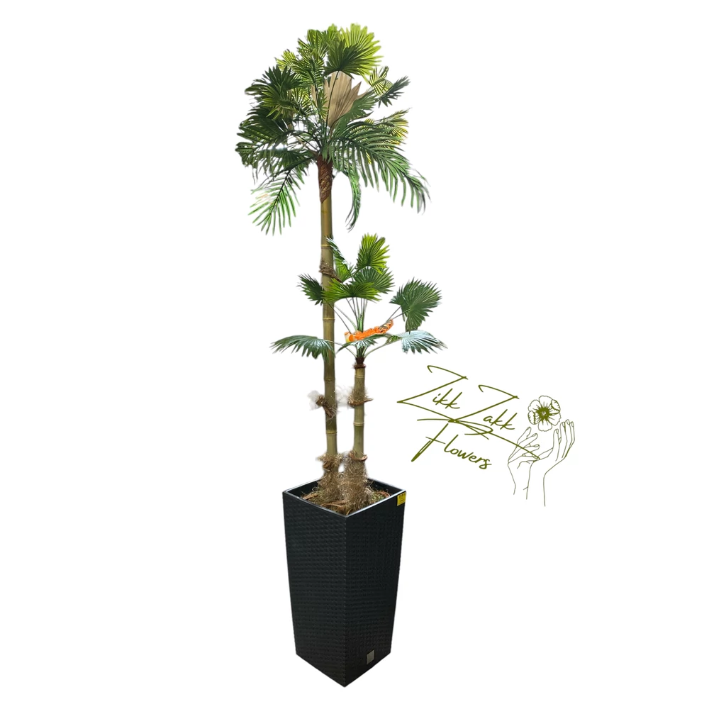 Zikk Zakk „Duo Tropic” Kétszárú Örök Pálma – 180 cm