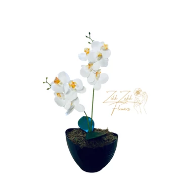 Fehér Orchidea - Tiszta Elegancia