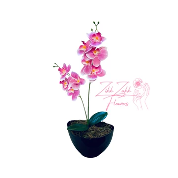 Rózsaszín Orchidea - Kifinomult Szépség
