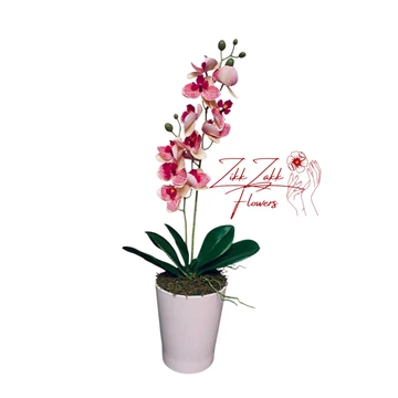 Rózsaszín Orchidea - Finom Elegancia