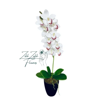 Tiszta Fehér Orchidea - Kifinomult Elegancia