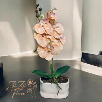 Orchidea Elegancia - Kifinomult Szépség