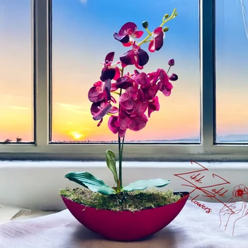 Bordeaux Elegancia Orchidea