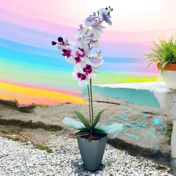 Fehér és Bíbor Orchidea