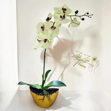 Krém Orchidea Kompozíció