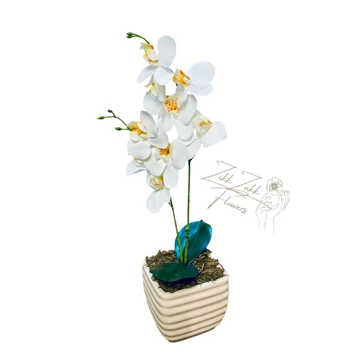 Fehér Orchidea - Tiszta Elegancia