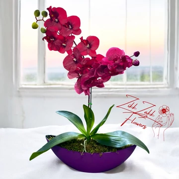 Viola Harmónia Orchidea
