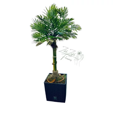 Zikk Zakk „Palma Verde” Örök Pálma – 90 cm