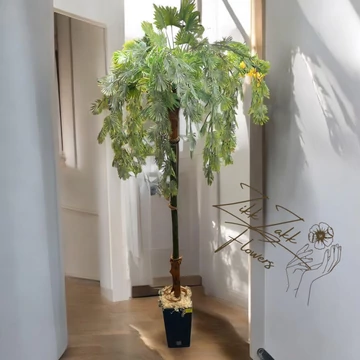 Trópusi Örök Pálma 180cm