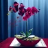 Elegáns vörös orchidea kompozíció