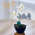 Fehér Orchidea - Tiszta Elegancia