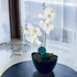 Fehér Orchidea - Tiszta Elegancia