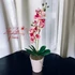 Rózsaszín Orchidea - Finom Elegancia