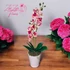 Rózsaszín Orchidea - Finom Elegancia