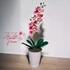 Rózsaszín Orchidea - Finom Elegancia
