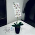 Tiszta Fehér Orchidea - Kifinomult Elegancia