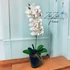 Tiszta Fehér Orchidea - Kifinomult Elegancia