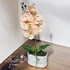 Orchidea Elegancia - Kifinomult Szépség