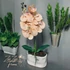 Orchidea Elegancia - Kifinomult Szépség