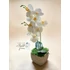 Örök orchidea kompozíció bordázott kaspóban – fehér