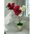 Örök orchidea kompozíció kaspóban – piros-fehér