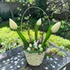 Tulipános Húsvéti Kosár – Nyuszis Dekor 