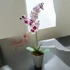 Fehér és Bíbor Orchidea