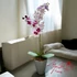 Fehér és Bíbor Orchidea