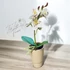 Fehér Orchidea - Elegáns Kifinomultság