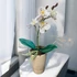 Fehér Orchidea - Elegáns Kifinomultság