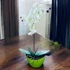 Friss Harmónia Orchidea Kompozíció