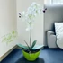 Friss Harmónia Orchidea Kompozíció