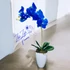 Kék Orchidea