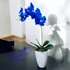 Kék Orchidea