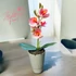 Púder Rózsaszín Orchidea - Kifinomult Elegancia