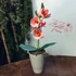 Púder Rózsaszín Orchidea - Kifinomult Elegancia