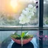 Rózsaszín Orchidea Dísz
