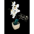 Fehér Orchidea - Tiszta Elegancia