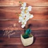Fehér Orchidea - Tiszta Elegancia