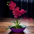 Viola Harmónia Orchidea