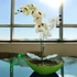 Zöld Orchidea Dísz