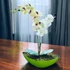 Zöld Orchidea Dísz
