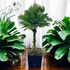 Zikk Zakk „Palma Verde” Örök Pálma – 90 cm
