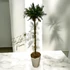 Zikk Zakk „Tropicana” Örök Pálma – 150 cm